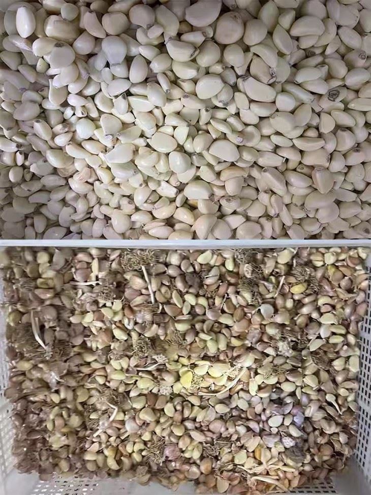 AI Color Sorter BL120 Commercial Garlic Impurity Removing Sorter best