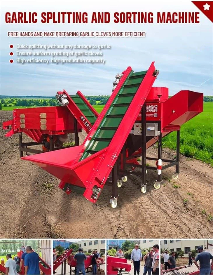 Best Price New Garlic Splitting And Sorting Machine Automatic Grading System 99% Splitting And Sorting
