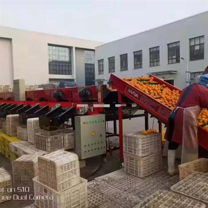 Commercial Onion Sorting Machine Fruit Vegetable Sorter 5xfsy-1600 Agricultural Machinery high quality