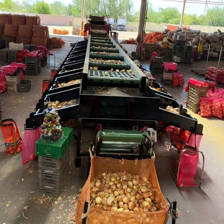 Commercial Onion Sorting Machine Fruit Vegetable Sorter 5xfsy-1600 Agricultural Machinery
