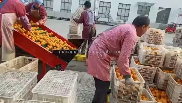 Onion (Fruit) Sorter 5xfsy-1200/4b Agricultural Machinery suppliers