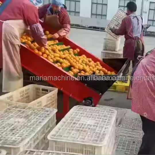 Onion (Fruit) Sorter 5xfsy-1200/5b Machine Agricultural Machinery high quality