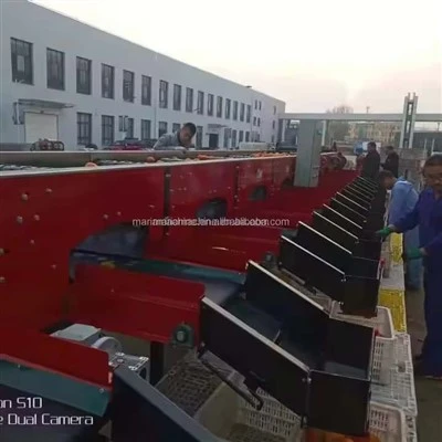 Onion (Fruit) Sorter 5xfsy-1200/3b Machine Agricultural Machinery